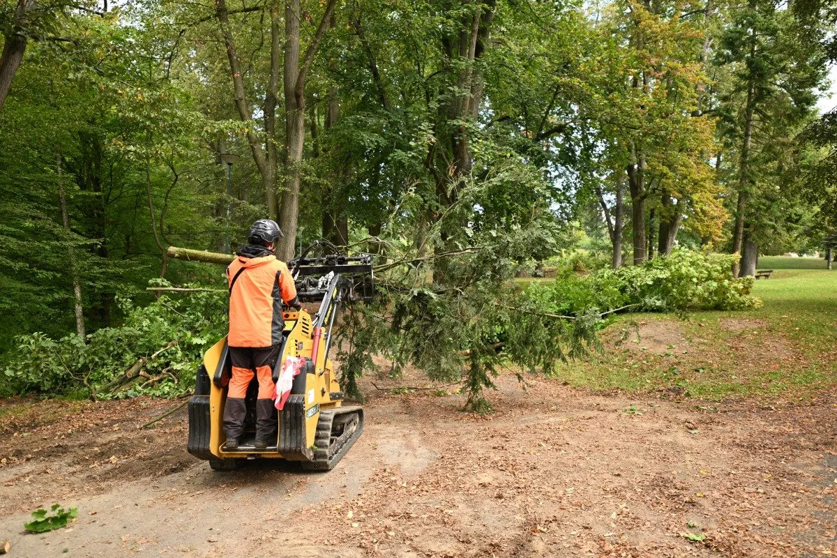 Havlíčkův Brod pokračuje s revitalizací parku Budoucnost, stromy musely jít k zemi. Foto: Se svolením města Havlíčkův Brod