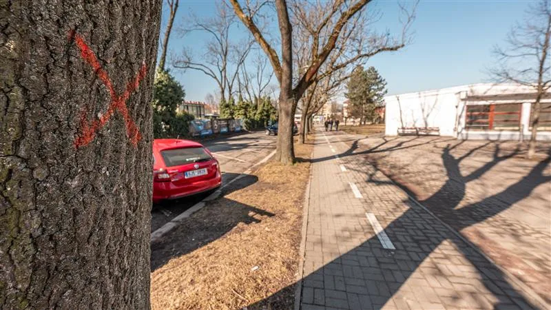 Stromy označené ke kácení, březen 2025 (foto: Město Jihlava)