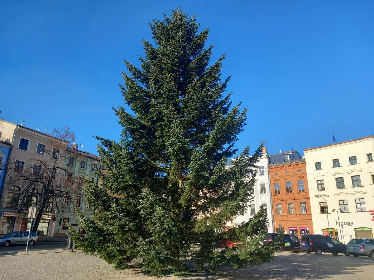 FOTO: Na náměstí v Jihlavě je vánoční strom, svítící ježci na lampách zatím chybí