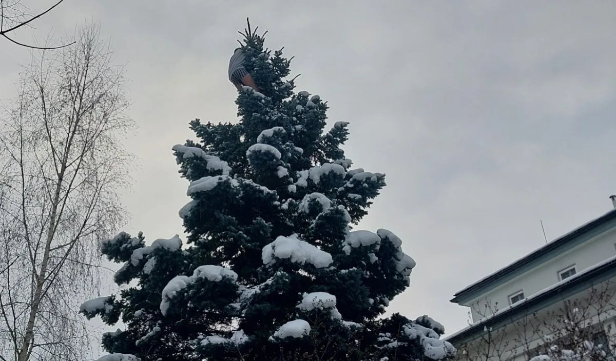 Muž se kolem půlnoci svlékl a vylezl na strom v centru Jihlavy. Pomoci se bránil. Foto: Se svolením Policie ČR