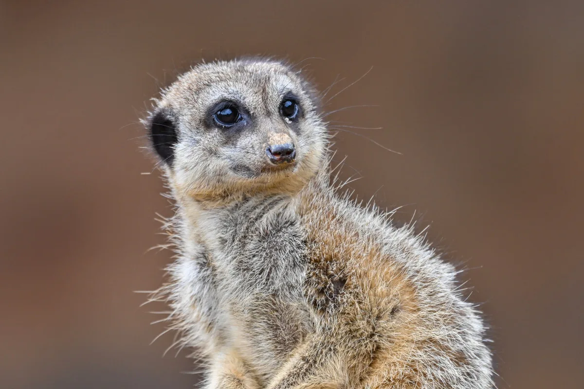 FOTO: Návštěvnost zoo v Jihlavě zřejmě překoná loňský rok, rekord však asi nepadne. Foto: Marie Buláková