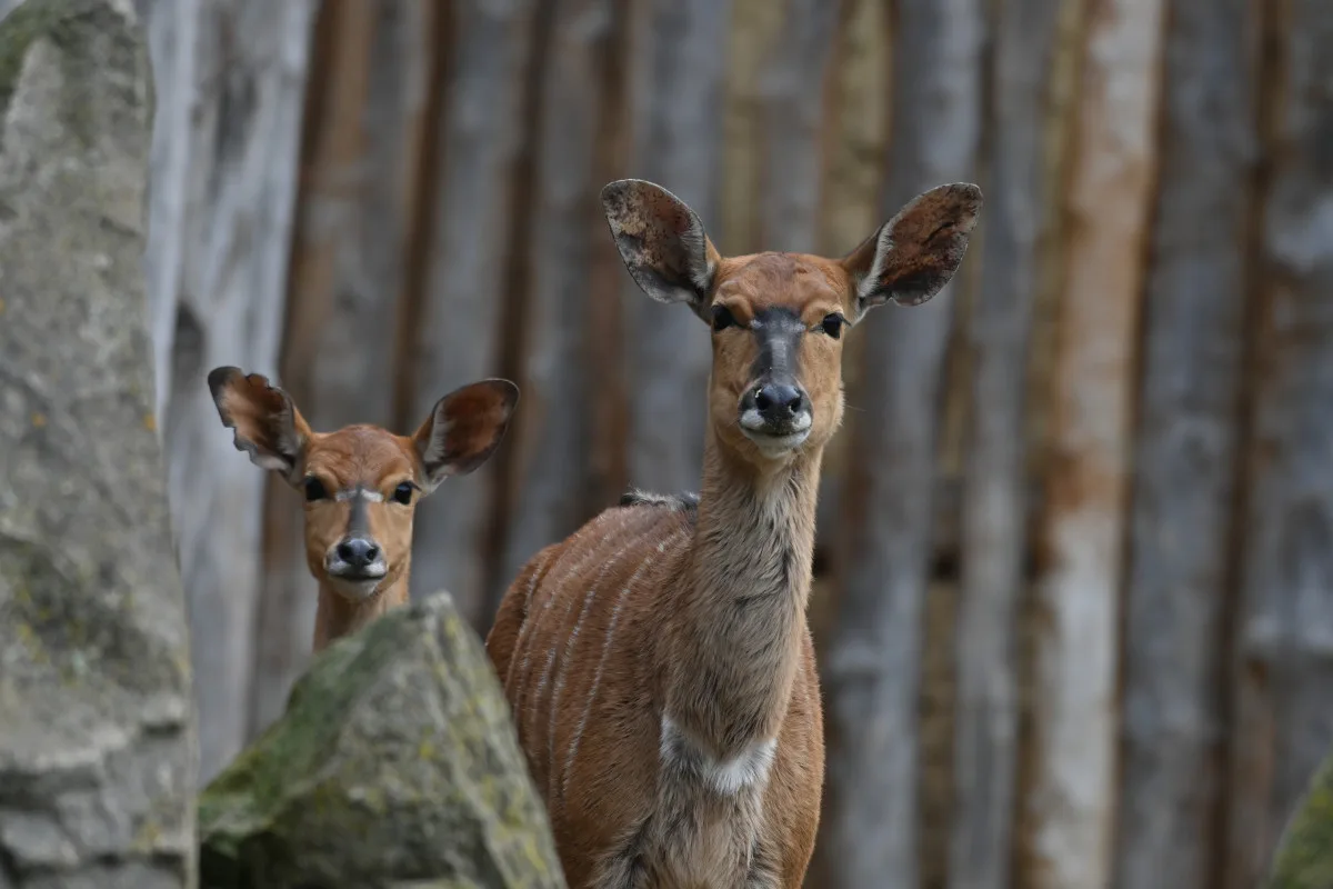FOTO: Návštěvnost zoo v Jihlavě zřejmě překoná loňský rok, rekord však asi nepadne