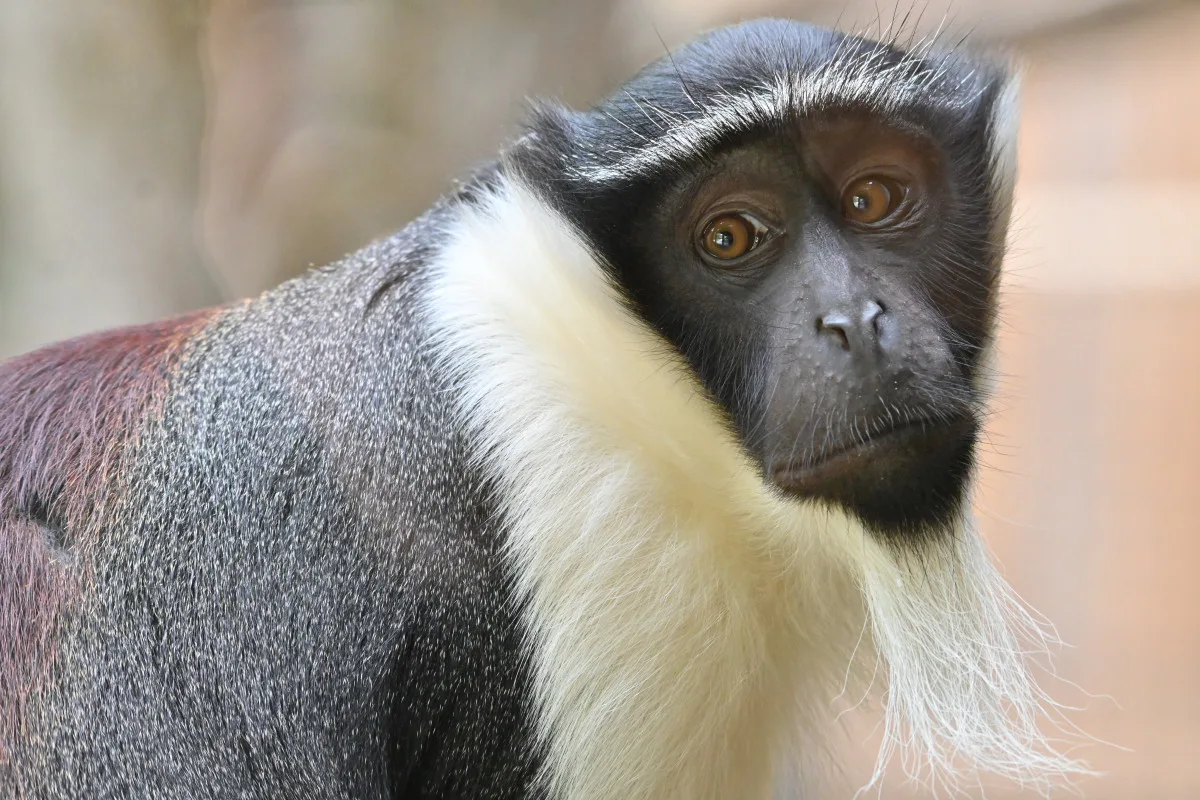 FOTO: Návštěvnost zoo v Jihlavě zřejmě překoná loňský rok, rekord však asi nepadne