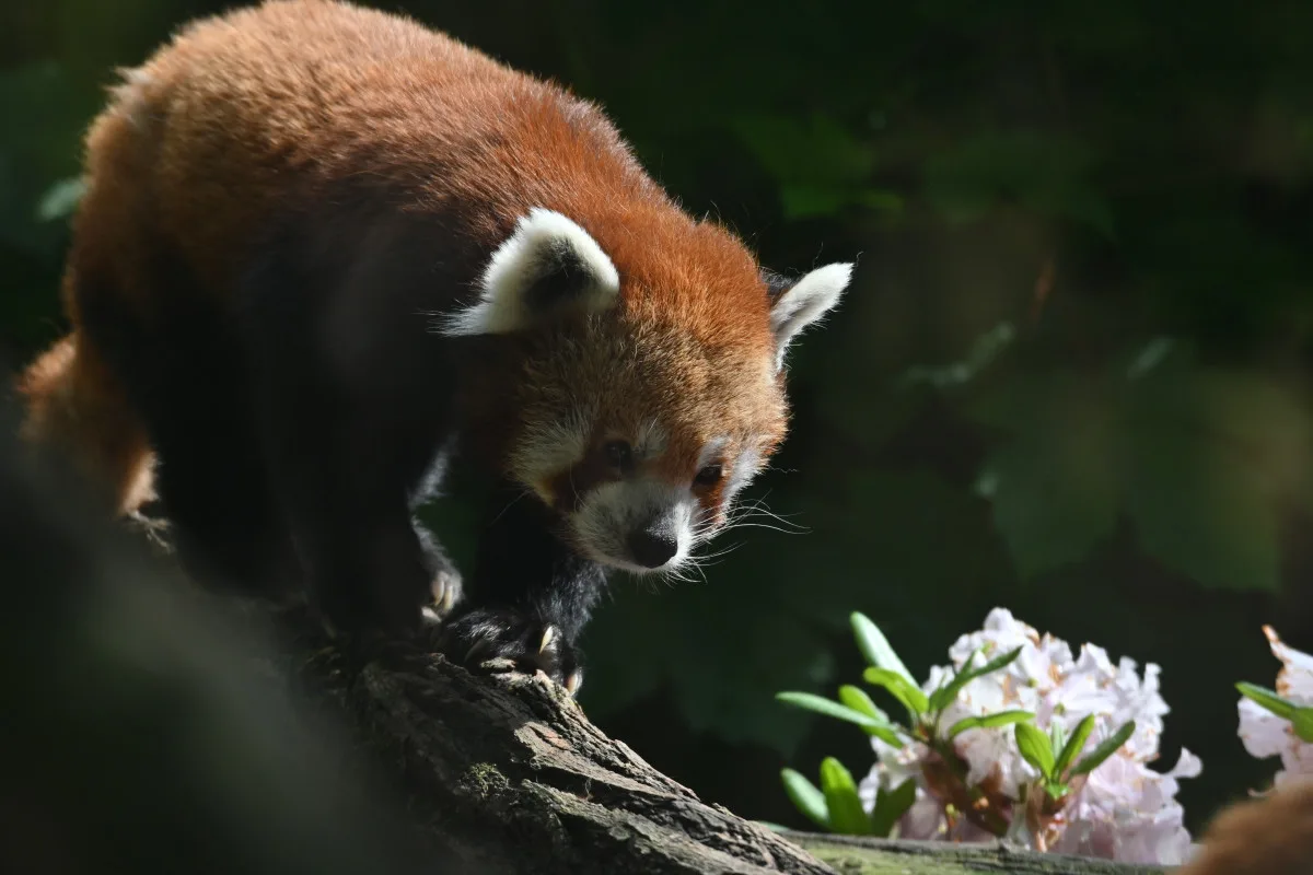 FOTO: Návštěvnost zoo v Jihlavě zřejmě překoná loňský rok, rekord však asi nepadne