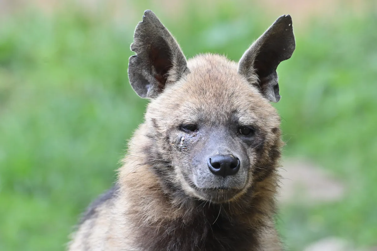 FOTO: Návštěvnost zoo v Jihlavě zřejmě překoná loňský rok, rekord však asi nepadne
