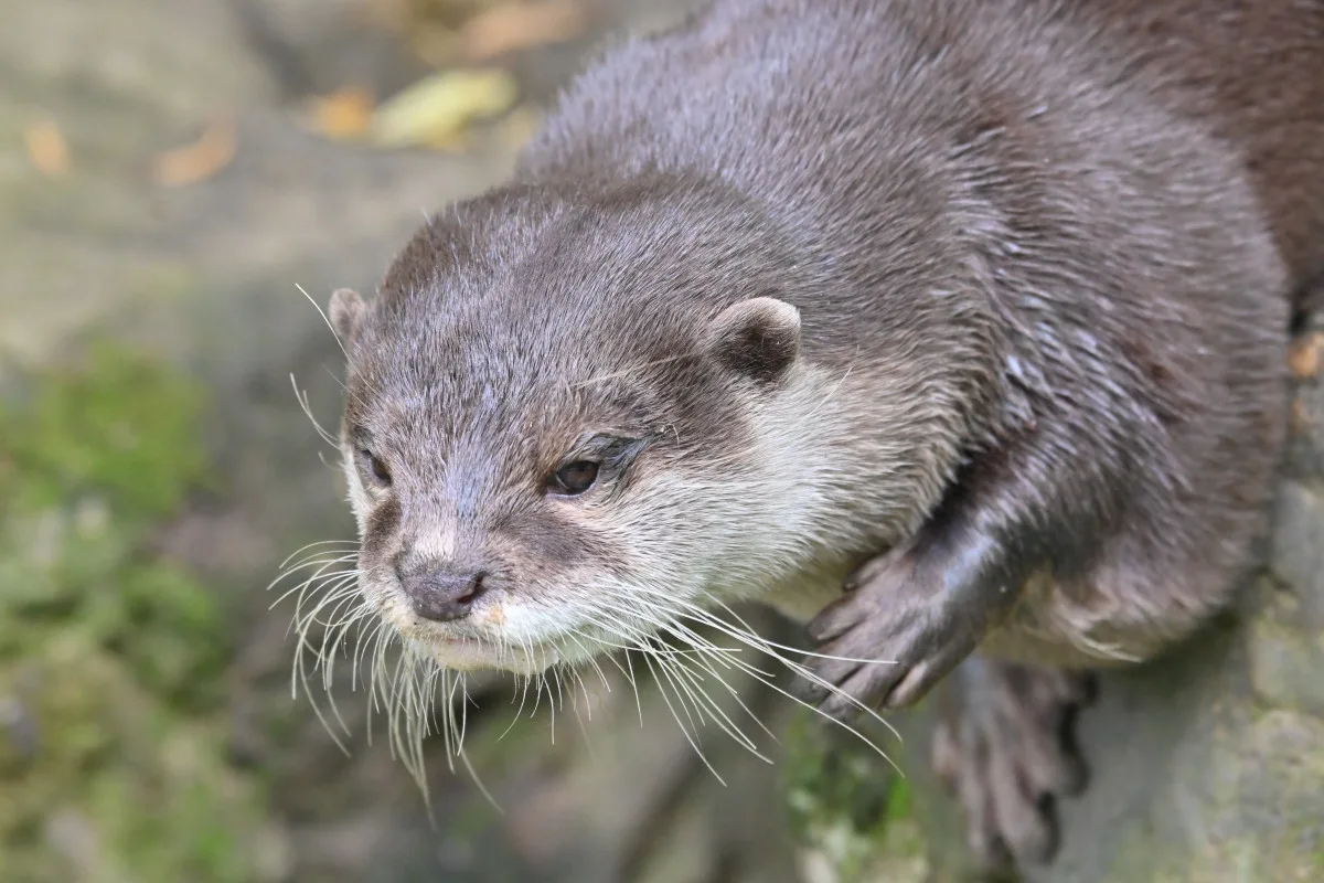 FOTO: Návštěvnost zoo v Jihlavě zřejmě překoná loňský rok, rekord však asi nepadne