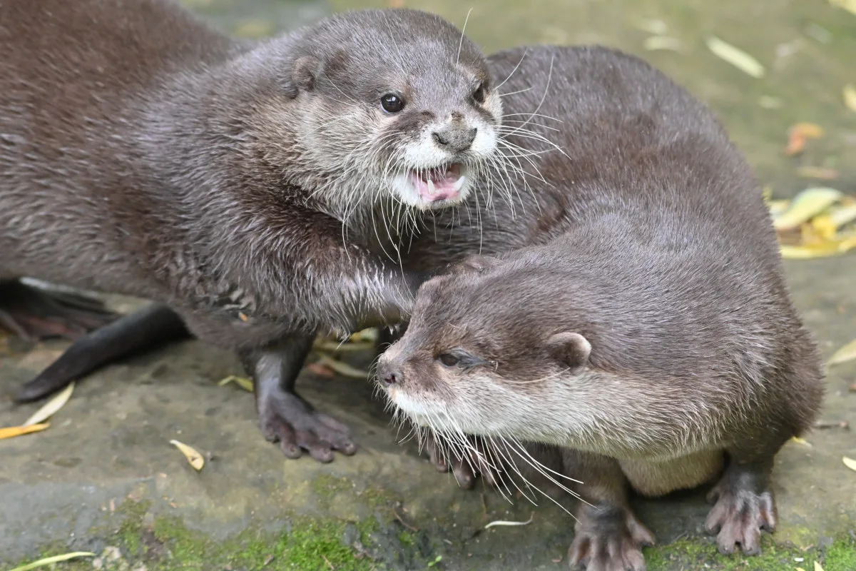 FOTO: Návštěvnost zoo v Jihlavě zřejmě překoná loňský rok, rekord však asi nepadne
