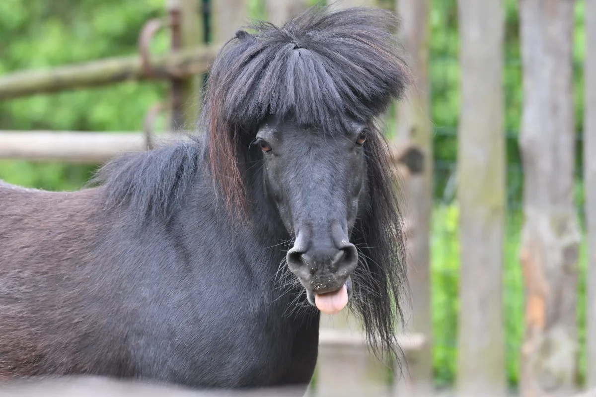 FOTO: Návštěvnost zoo v Jihlavě zřejmě překoná loňský rok, rekord však asi nepadne