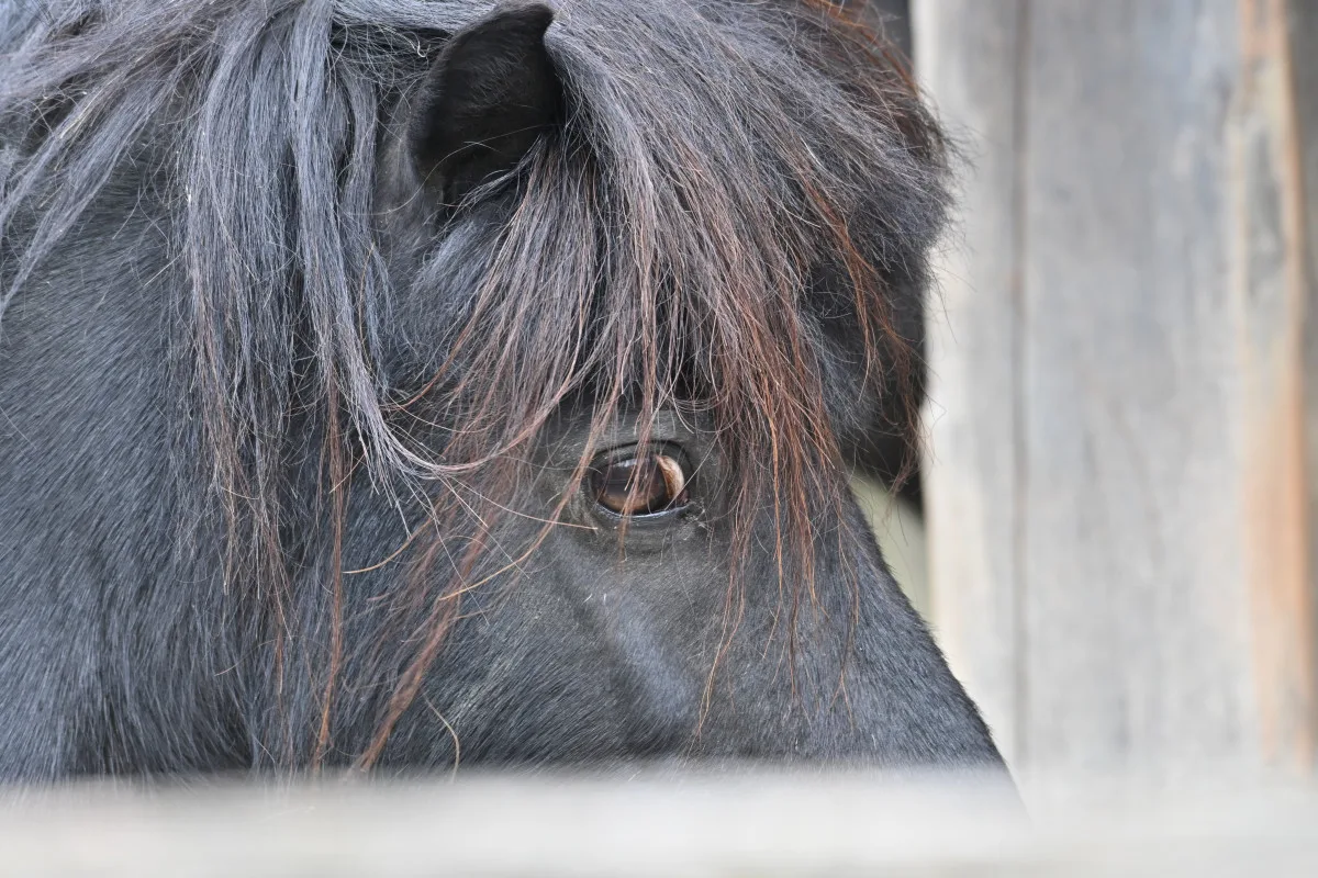FOTO: Návštěvnost zoo v Jihlavě zřejmě překoná loňský rok, rekord však asi nepadne