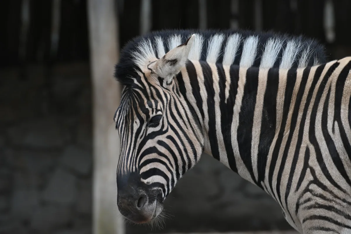 FOTO: Návštěvnost zoo v Jihlavě zřejmě překoná loňský rok, rekord však asi nepadne