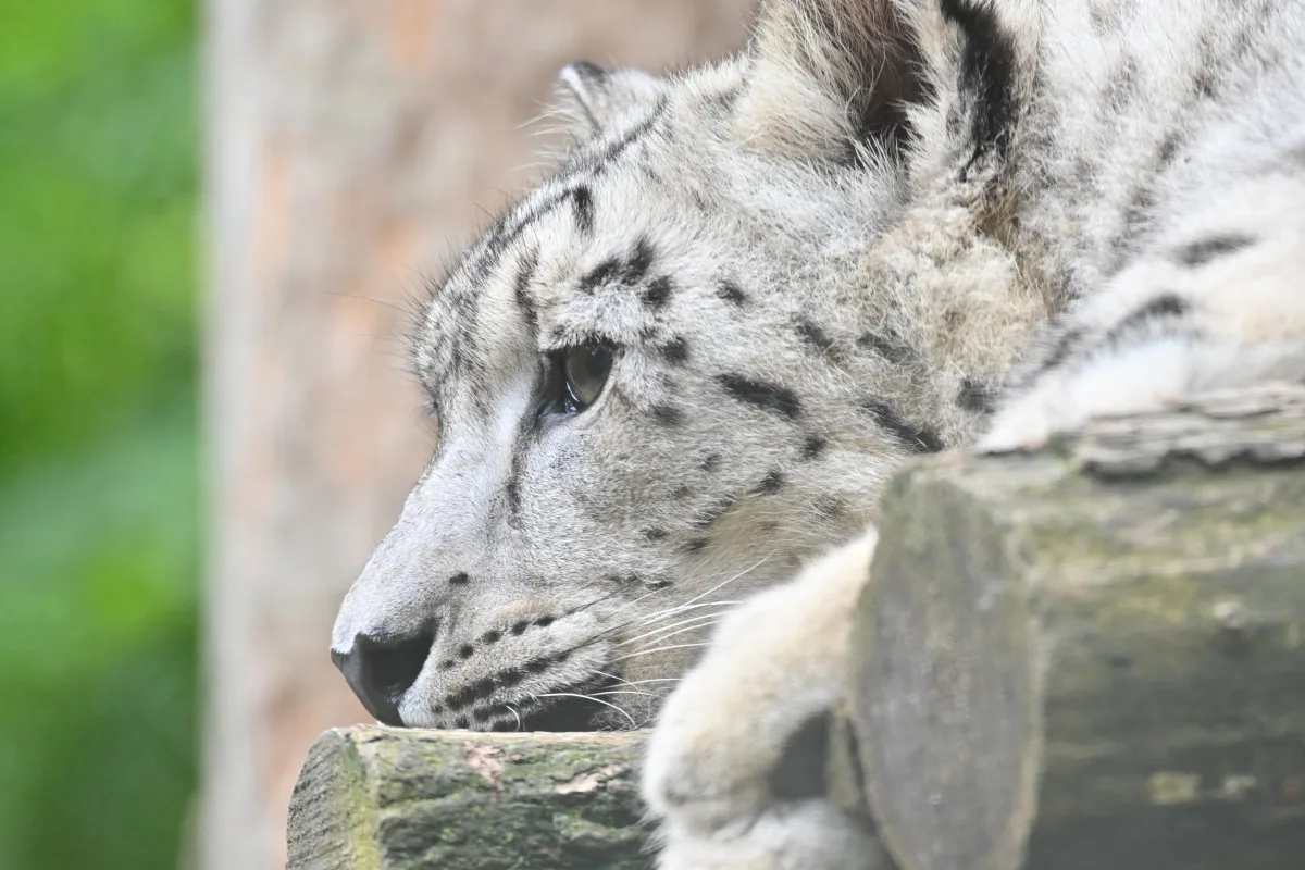 FOTO: Návštěvnost zoo v Jihlavě zřejmě překoná loňský rok, rekord však asi nepadne