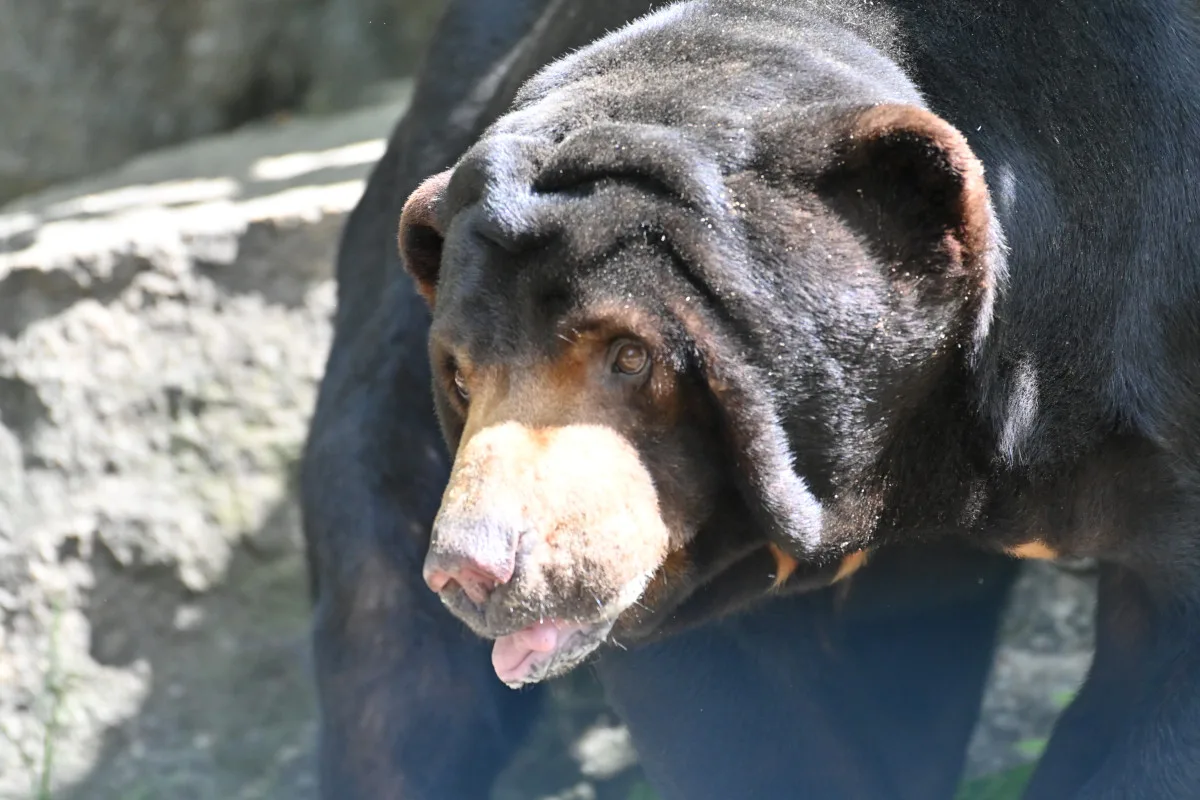 FOTO: Návštěvnost zoo v Jihlavě zřejmě překoná loňský rok, rekord však asi nepadne