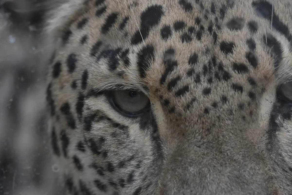 FOTO: Návštěvnost zoo v Jihlavě zřejmě překoná loňský rok, rekord však asi nepadne