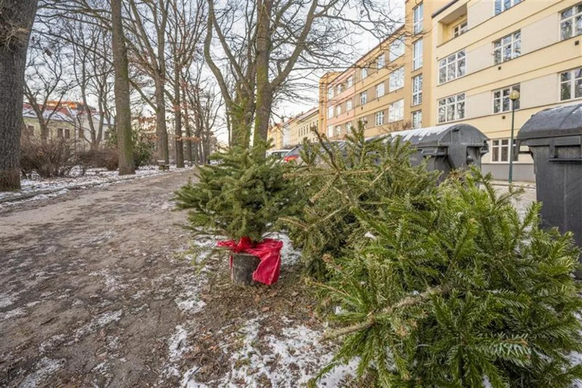Z ulic Jihlavy mizí vyhozené vánoční stromky. Je důležité, aby byly dobře odstrojené
