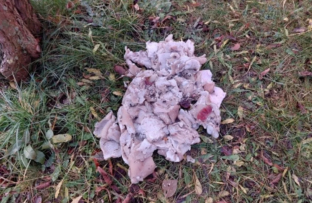Bizarní případ: Na sídlišti v Havlíčkově Brodě někdo vyhazuje vařené maso. Foto: Poskytla MP Havlíčkův Brod