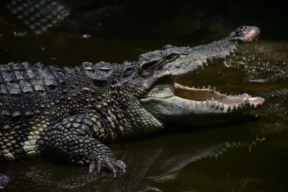 Krokodýl siamský, vzácná krokodýlí láska. Foto: Zoo Jihlava