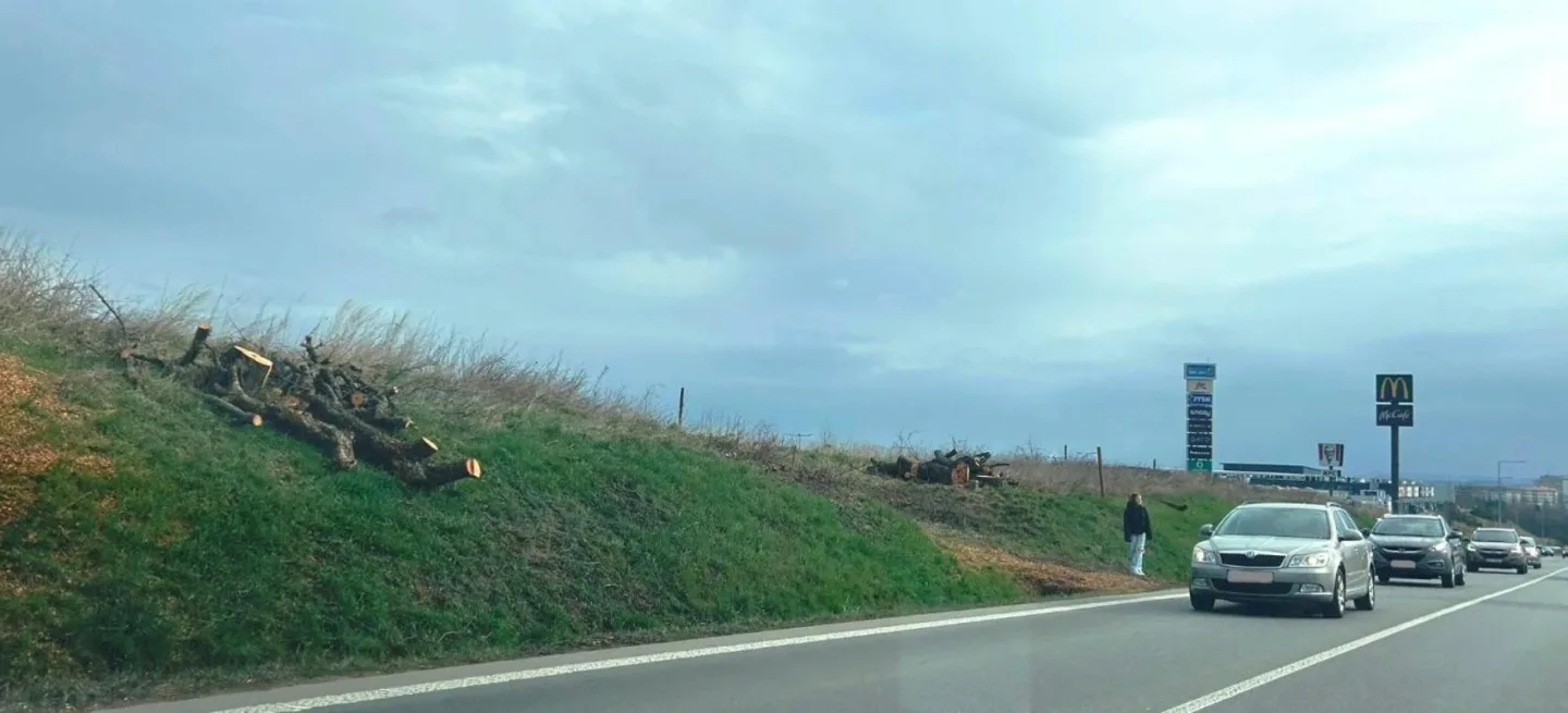 FOTO: Poblíž jihlavského Aventinu zmizely stromy. Vznikne tam nová křižovatka