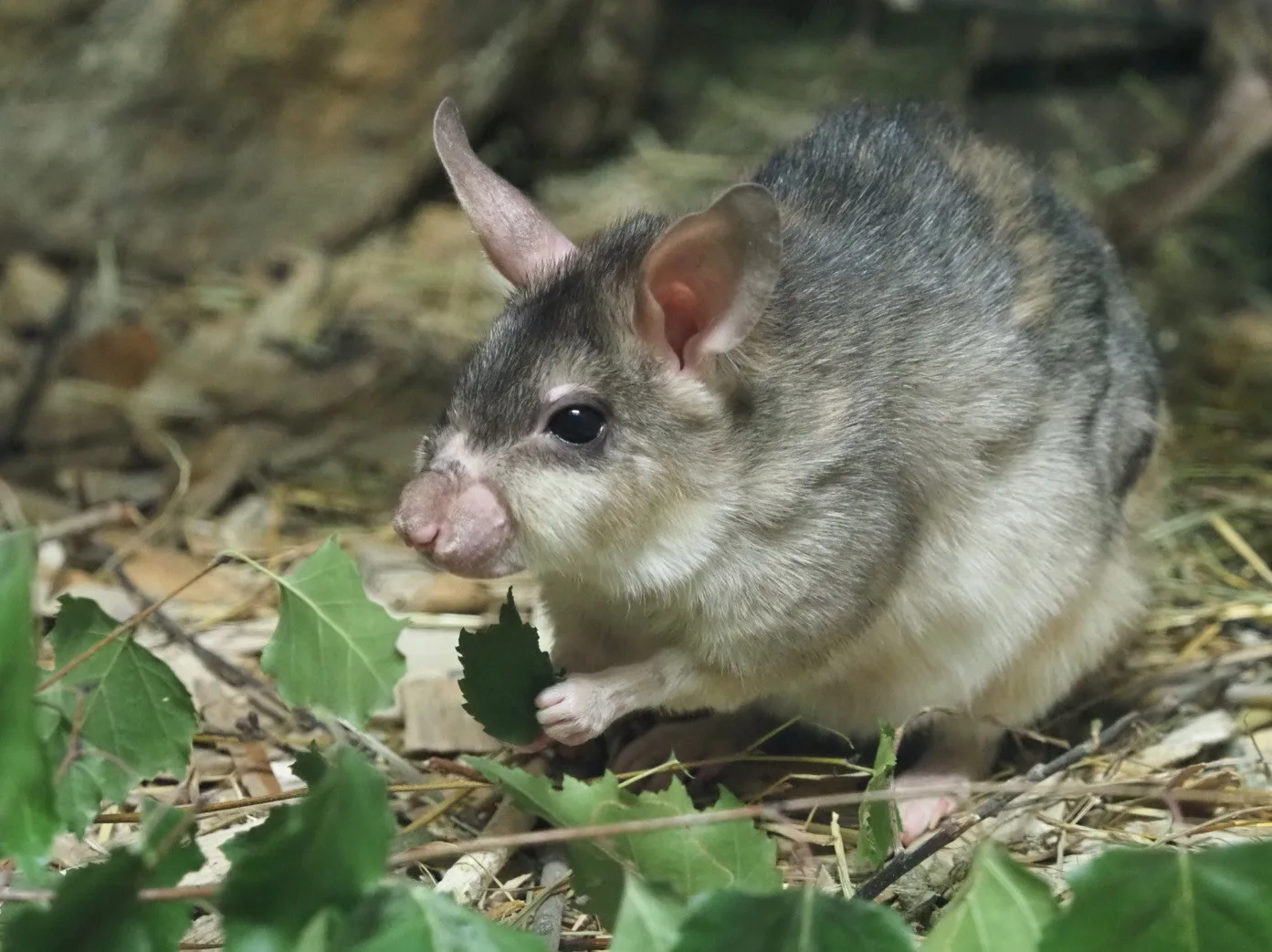 Ilustrační foto křečka velkého. Foto: Zoo Jihlava