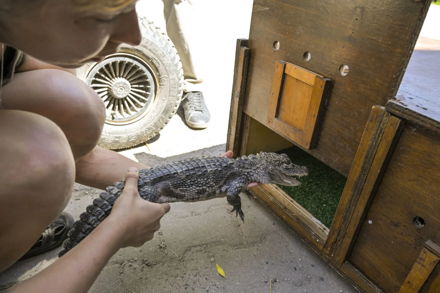 VIDEO: Jihlavská zoo předala do Polska dva ze tří odchovaných aligátorů čínských