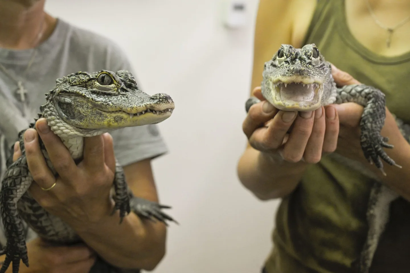 VIDEO: Jihlavská zoo předala do Polska dva ze tří odchovaných aligátorů čínských