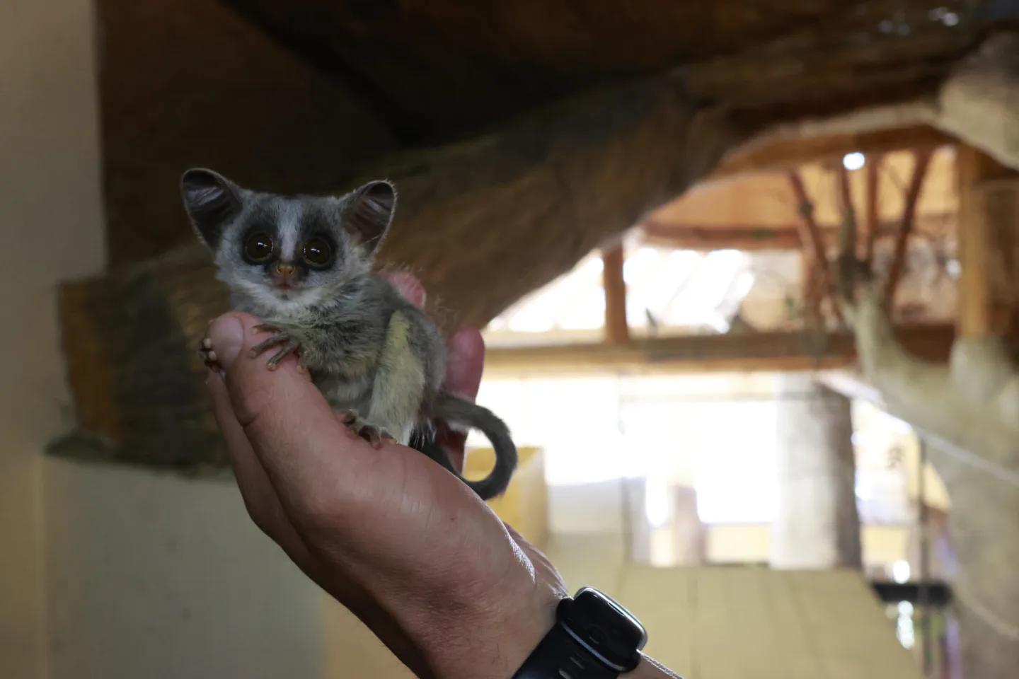 Komba jižní. Foto: Zoo Jihlava