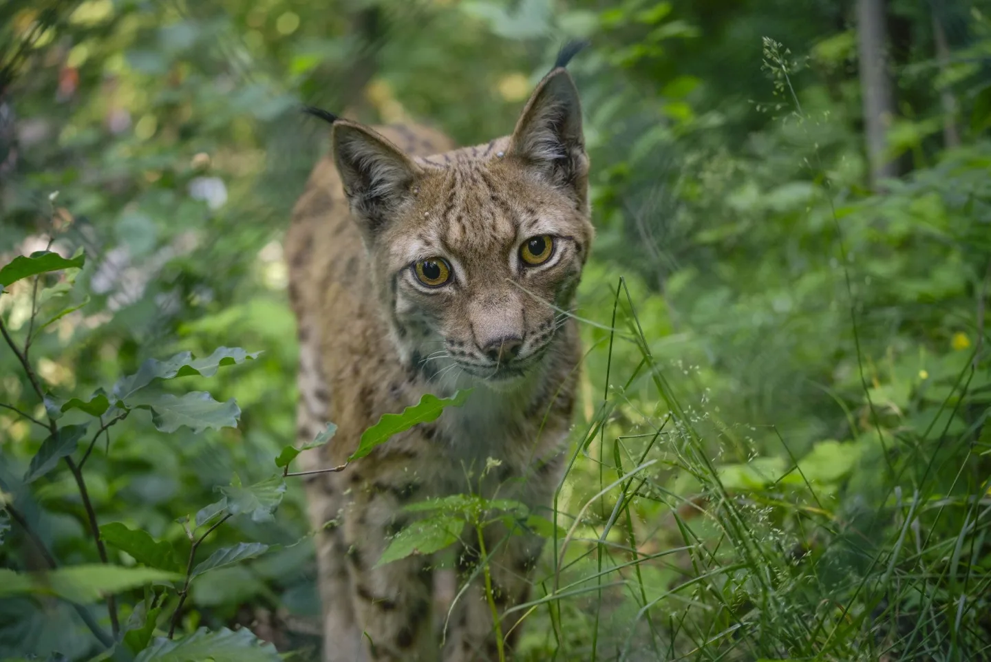 FOTO, VIDEO: Jihlavská zoo se po dvou letech vrátila k chovu rysů, pár dostala z Německa