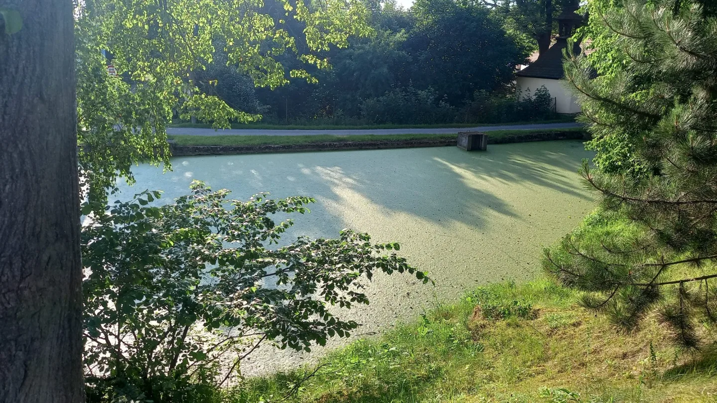 FOTO: Zelený rybník v Bradle bude minulostí, nahradí ho odpočinkové místo s lavičkami