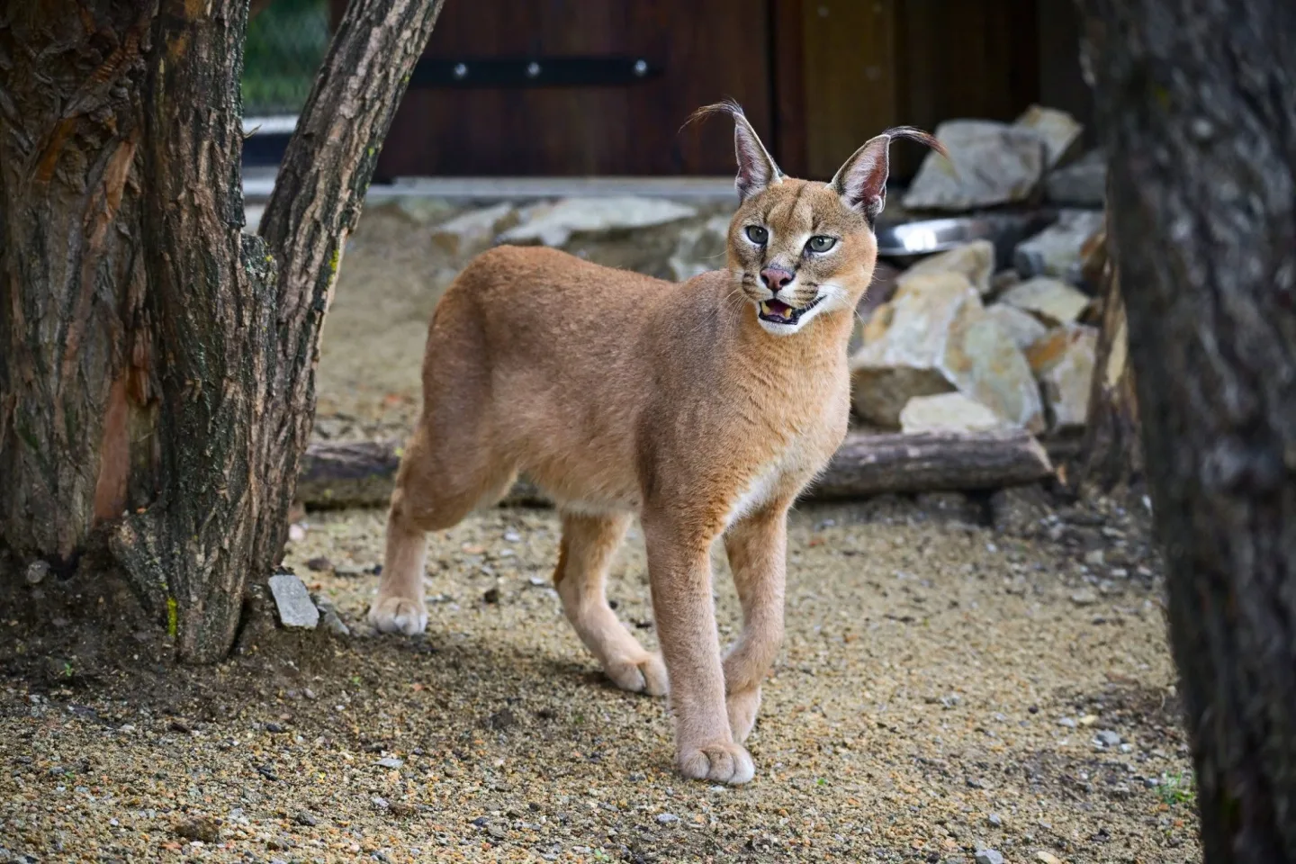 Jihlavská zoologická zahrada má nový výběh pro kočky a karakaly, budou na slunci