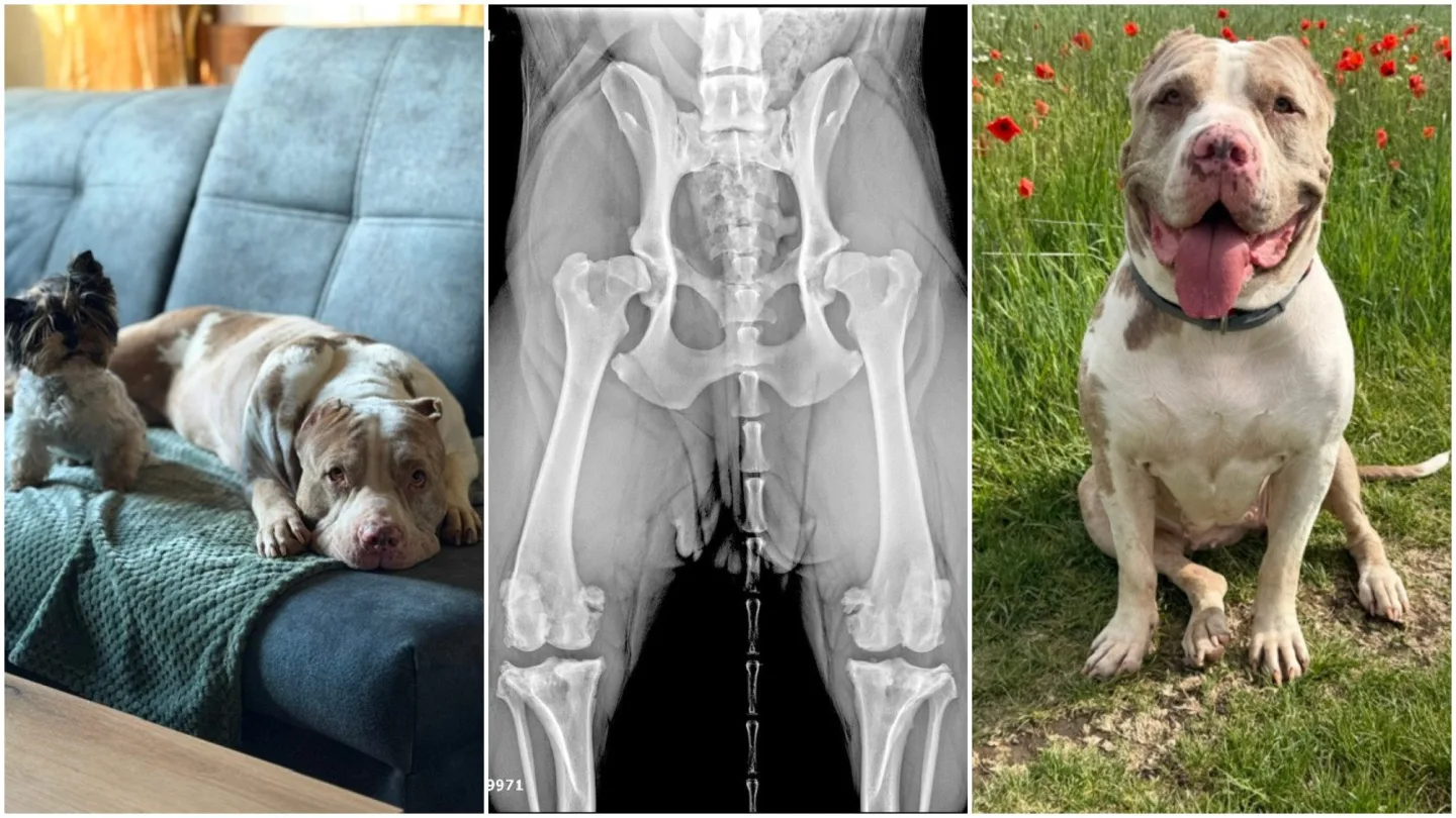Daisy našla přes inzerát na internetu, teď u ní řeší vážné zdravotní problémy