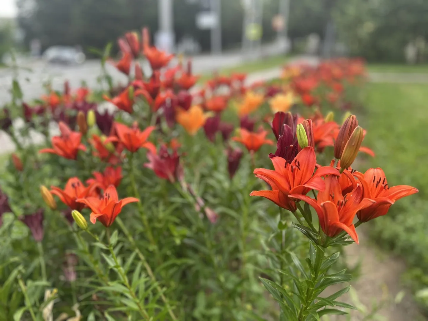 FOTO: Instafriendly Jihlava. Jiráskovu ulici zdobí ohnivé barvy kvetoucích lilií