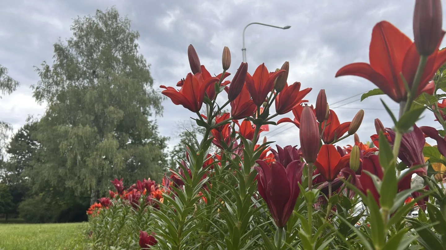 FOTO: Instafriendly Jihlava. Jiráskovu ulici zdobí ohnivé barvy kvetoucích lilií