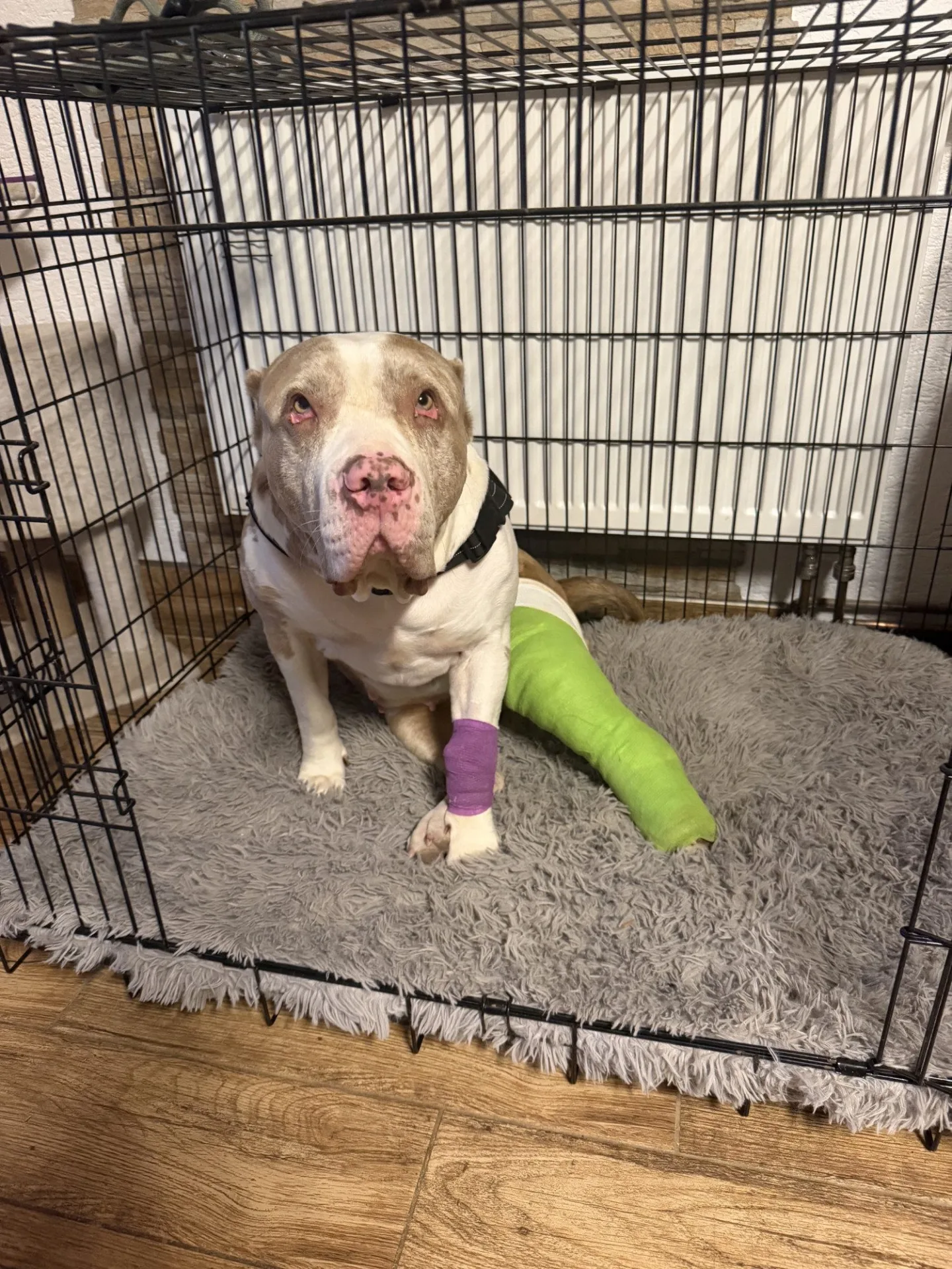 Daisy má za sebou těžkou operaci, teď jí čeká náročná a nákladná rekonvalescence