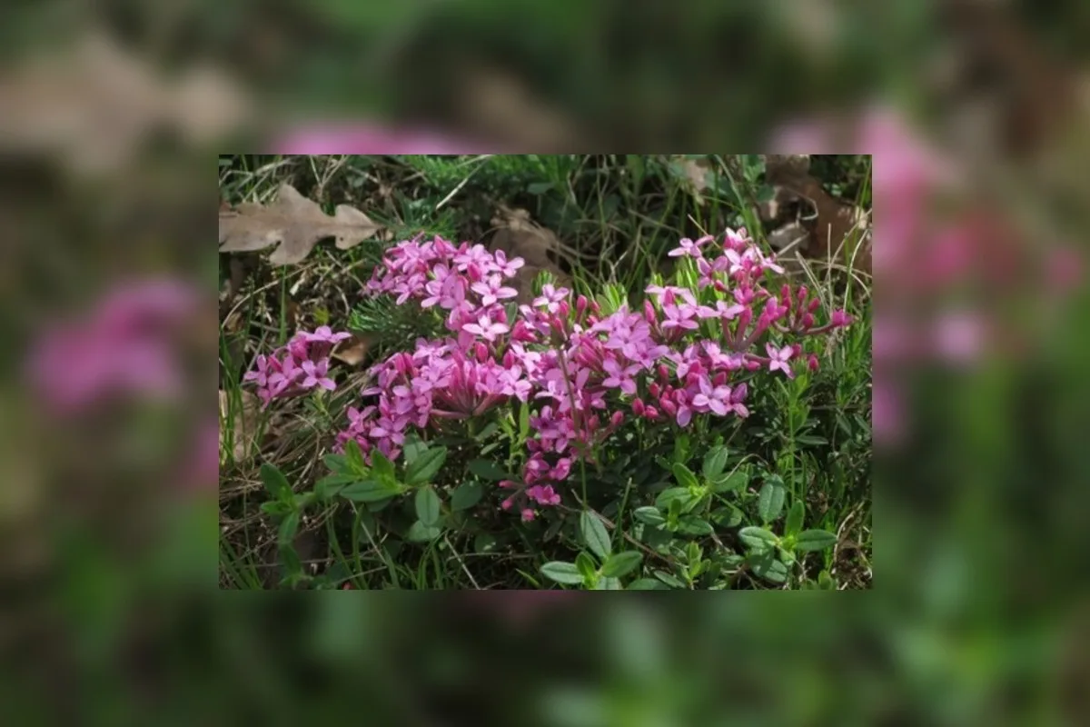 Botanici objevili na Třebíčsku neznámou populaci ohroženého lýkovce vonného