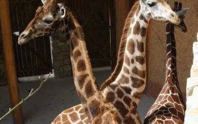 Jihlavská ZOO láká k prohlídce.
