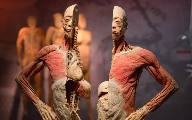 Do Prahy přijede výstava odhalující všechna tajemství lidského těla Body The Exhibition
