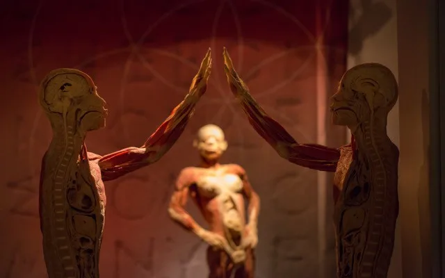 Do Prahy přijede výstava odhalující všechna tajemství lidského těla Body The Exhibition