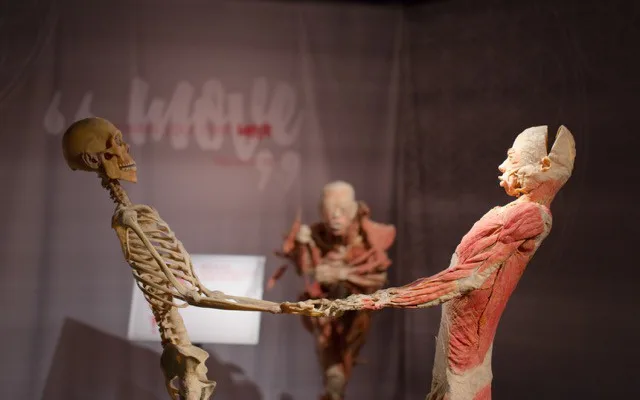 Do Prahy přijede výstava odhalující všechna tajemství lidského těla Body The Exhibition