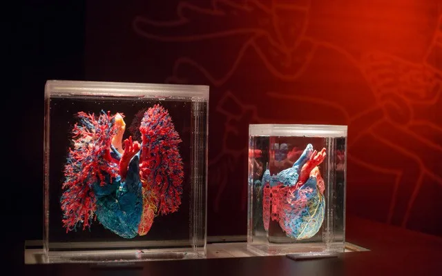 Do Prahy přijede výstava odhalující všechna tajemství lidského těla Body The Exhibition