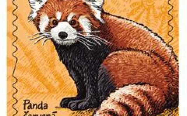 Panda červená