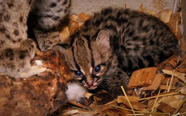Jihlavská zoo hlásí další přírůstek. Margaové Yoro a Hervée mají kotě
