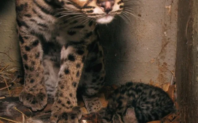 2 Jihlavská zoo hlásí další přírůstek. Margaové Yoro a Hervée mají kotě