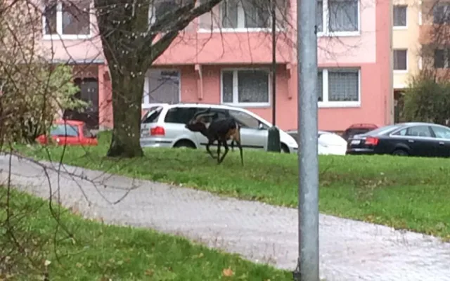 Z jihlavské zoo utekla antilopa. Na Březinkách ji pomáhali chytat městští strážníci