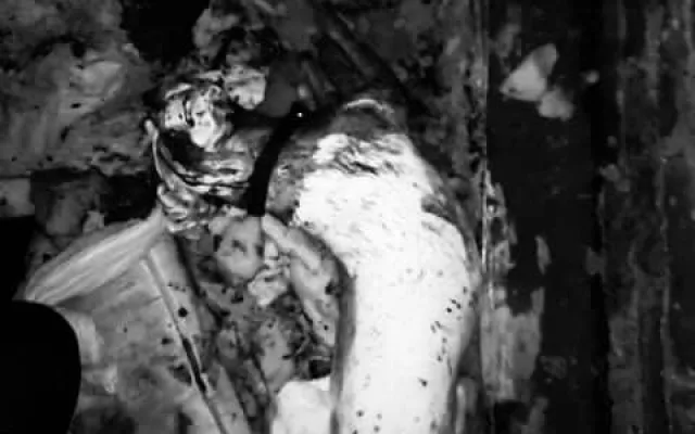Policisté řeší zabití dvou psů. Došlo k němu uvnitř kotce