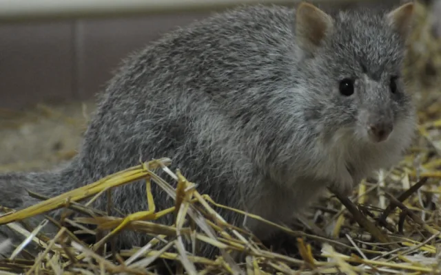 V jihlavské zoo se narodili vzácní klokánci. Další chovají až v Británii