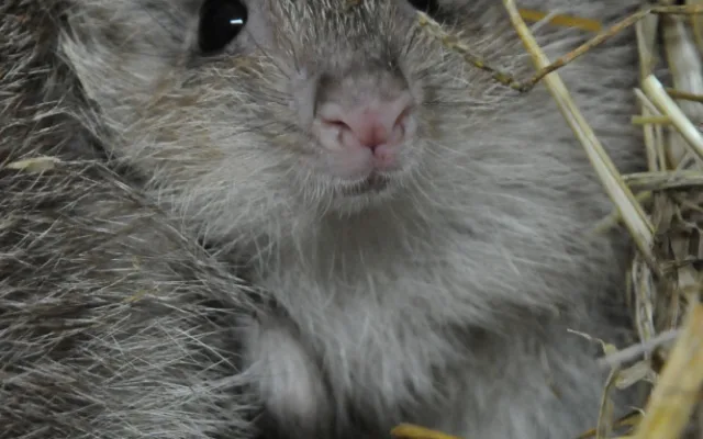 V jihlavské zoo se narodili vzácní klokánci. Další chovají až v Británii