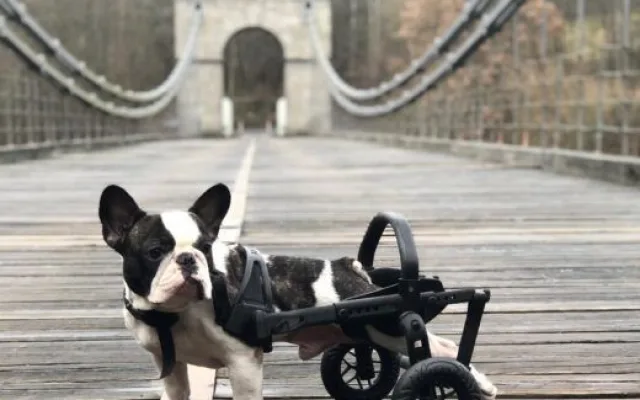 Brněnská firma vyrábí invalidní vozíky pro handicapované pejsky, připravuje vylepšený i pro lidi