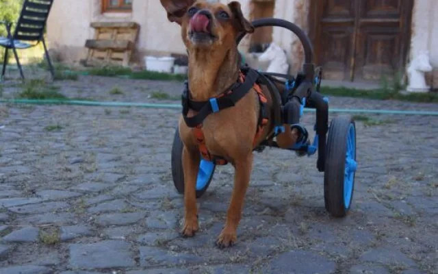 Brněnská firma vyrábí invalidní vozíky pro handicapované pejsky, připravuje vylepšený i pro lidi