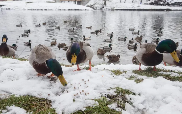 Kachny divoké si pochutnávají na granulích