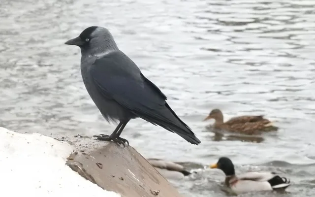 Jakmile napadne sníh, kavky pod pokrývkou sněhu nejsou schopné najít téměř žádnou potravu.