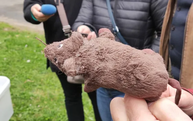 Od tohoto týdne probíhá v Jihlavě deratizace. Potkanů je nejvíce na Březinkách, Dolině nebo v Kollárově ulici